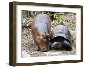 Baby Hippo Walks Along with its 'Mother', a Giant Male Aldabran Tortoise, at Mombasa Haller Park-null-Framed Photographic Print