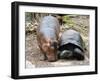 Baby Hippo Walks Along with its 'Mother', a Giant Male Aldabran Tortoise, at Mombasa Haller Park-null-Framed Photographic Print