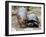 Baby Hippo Walks Along with its 'Mother', a Giant Male Aldabran Tortoise, at Mombasa Haller Park-null-Framed Photographic Print