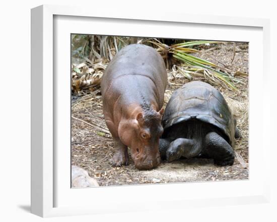 Baby Hippo Walks Along with its 'Mother', a Giant Male Aldabran Tortoise, at Mombasa Haller Park-null-Framed Photographic Print