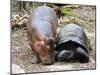 Baby Hippo Walks Along with its 'Mother', a Giant Male Aldabran Tortoise, at Mombasa Haller Park-null-Mounted Photographic Print