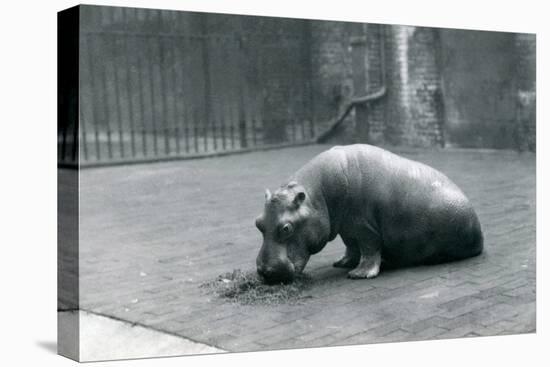 Baby Hippopotamus 'Joan' Eating at London Zoo, September 1920-Frederick William Bond-Stretched Canvas