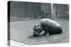 Baby Hippopotamus 'Joan' Eating at London Zoo, September 1920-Frederick William Bond-Stretched Canvas