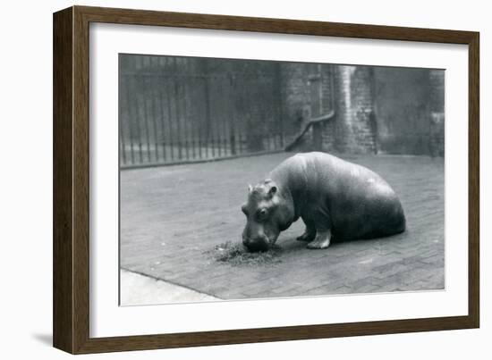 Baby Hippopotamus 'Joan' Eating at London Zoo, September 1920-Frederick William Bond-Framed Photographic Print