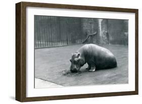 Baby Hippopotamus 'Joan' Eating at London Zoo, September 1920-Frederick William Bond-Framed Photographic Print