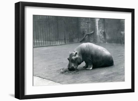 Baby Hippopotamus 'Joan' Eating at London Zoo, September 1920-Frederick William Bond-Framed Photographic Print