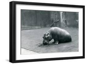 Baby Hippopotamus 'Joan' Eating at London Zoo, September 1920-Frederick William Bond-Framed Photographic Print