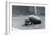 Baby Hippopotamus 'Joan' Eating at London Zoo, September 1920-Frederick William Bond-Framed Photographic Print