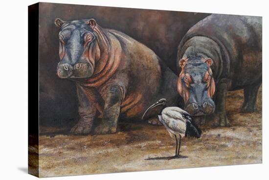 Baby Hippos-Peter Blackwell-Stretched Canvas