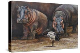 Baby Hippos-Peter Blackwell-Stretched Canvas