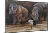 Baby Hippos-Peter Blackwell-Mounted Art Print