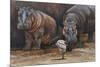 Baby Hippos-Peter Blackwell-Mounted Premium Giclee Print