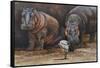 Baby Hippos-Peter Blackwell-Framed Stretched Canvas