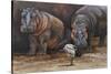 Baby Hippos-Peter Blackwell-Stretched Canvas