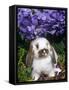 Baby Holland Lop Eared Rabbit, Amongst Hydrangeas, USA-Lynn M. Stone-Framed Stretched Canvas
