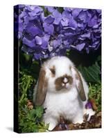 Baby Holland Lop Eared Rabbit, Amongst Hydrangeas, USA-Lynn M. Stone-Stretched Canvas