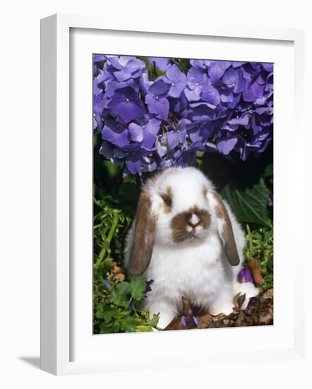 Baby Holland Lop Eared Rabbit, Amongst Hydrangeas, USA-Lynn M. Stone-Framed Photographic Print