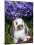 Baby Holland Lop Eared Rabbit, Amongst Hydrangeas, USA-Lynn M. Stone-Mounted Photographic Print
