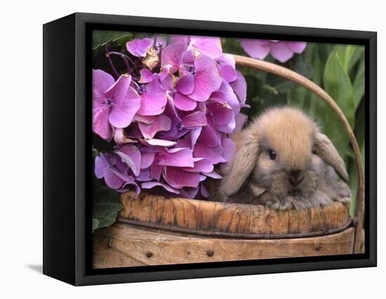 Baby Holland Lop Eared Rabbit in Basket, USA-Lynn M. Stone-Framed Stretched Canvas