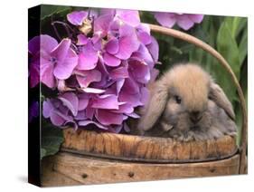 Baby Holland Lop Eared Rabbit in Basket, USA-Lynn M. Stone-Stretched Canvas