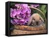 Baby Holland Lop Eared Rabbit in Basket, USA-Lynn M. Stone-Framed Stretched Canvas
