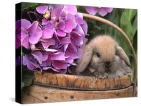 Baby Holland Lop Eared Rabbit in Basket, USA-Lynn M. Stone-Stretched Canvas