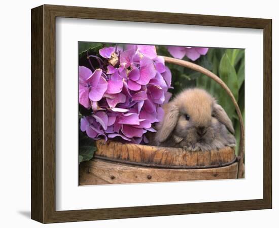 Baby Holland Lop Eared Rabbit in Basket, USA-Lynn M. Stone-Framed Premium Photographic Print