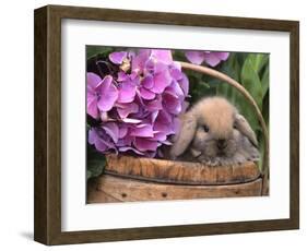 Baby Holland Lop Eared Rabbit in Basket, USA-Lynn M. Stone-Framed Premium Photographic Print