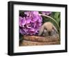 Baby Holland Lop Eared Rabbit in Basket, USA-Lynn M. Stone-Framed Premium Photographic Print