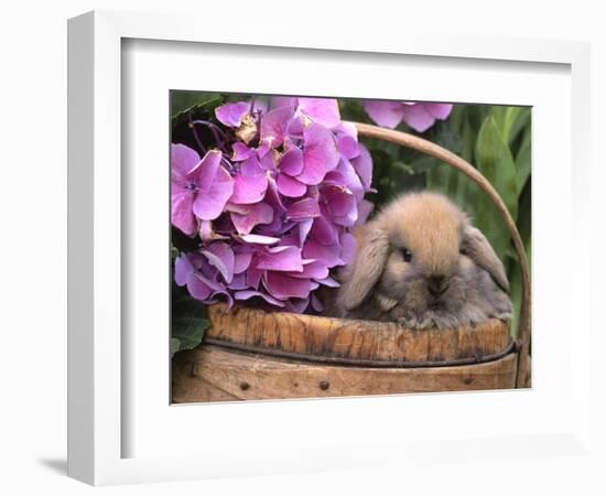 Baby Holland Lop Eared Rabbit in Basket, USA-Lynn M. Stone-Framed Premium Photographic Print