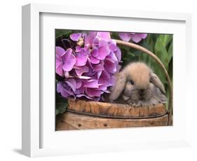 Baby Holland Lop Eared Rabbit in Basket, USA-Lynn M. Stone-Framed Premium Photographic Print