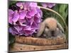 Baby Holland Lop Eared Rabbit in Basket, USA-Lynn M. Stone-Mounted Premium Photographic Print