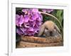 Baby Holland Lop Eared Rabbit in Basket, USA-Lynn M. Stone-Framed Photographic Print