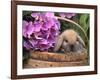 Baby Holland Lop Eared Rabbit in Basket, USA-Lynn M. Stone-Framed Photographic Print