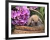 Baby Holland Lop Eared Rabbit in Basket, USA-Lynn M. Stone-Framed Photographic Print