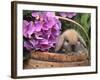 Baby Holland Lop Eared Rabbit in Basket, USA-Lynn M. Stone-Framed Photographic Print