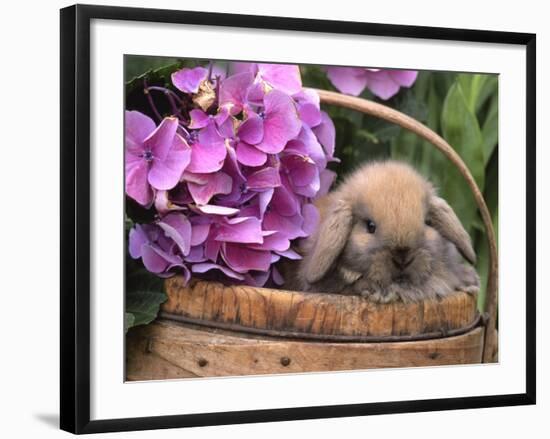 Baby Holland Lop Eared Rabbit in Basket, USA-Lynn M. Stone-Framed Photographic Print