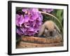 Baby Holland Lop Eared Rabbit in Basket, USA-Lynn M. Stone-Framed Photographic Print