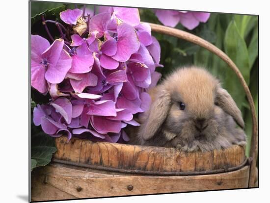 Baby Holland Lop Eared Rabbit in Basket, USA-Lynn M. Stone-Mounted Photographic Print