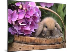 Baby Holland Lop Eared Rabbit in Basket, USA-Lynn M. Stone-Mounted Photographic Print