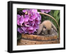 Baby Holland Lop Eared Rabbit in Basket, USA-Lynn M. Stone-Framed Photographic Print