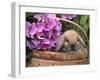 Baby Holland Lop Eared Rabbit in Basket, USA-Lynn M. Stone-Framed Photographic Print