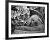 Baby Holland Lop Eared Rabbit in Basket, USA-Lynn M^ Stone-Framed Photographic Print