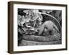 Baby Holland Lop Eared Rabbit in Basket, USA-Lynn M^ Stone-Framed Photographic Print