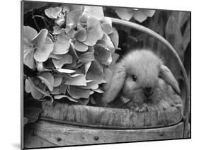 Baby Holland Lop Eared Rabbit in Basket, USA-Lynn M^ Stone-Mounted Photographic Print