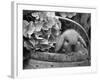 Baby Holland Lop Eared Rabbit in Basket, USA-Lynn M^ Stone-Framed Photographic Print