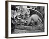 Baby Holland Lop Eared Rabbit in Basket, USA-Lynn M^ Stone-Framed Photographic Print