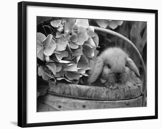 Baby Holland Lop Eared Rabbit in Basket, USA-Lynn M^ Stone-Framed Photographic Print