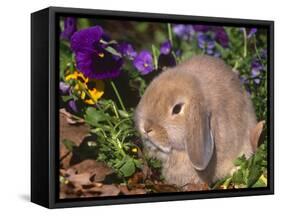 Baby Holland Lop Eared Rabbit, USA-Lynn M. Stone-Framed Stretched Canvas