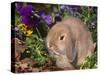 Baby Holland Lop Eared Rabbit, USA-Lynn M. Stone-Stretched Canvas
